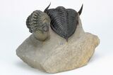 Zlichovaspis Trilobite With Reedops - Atchana, Morocco #210283-8